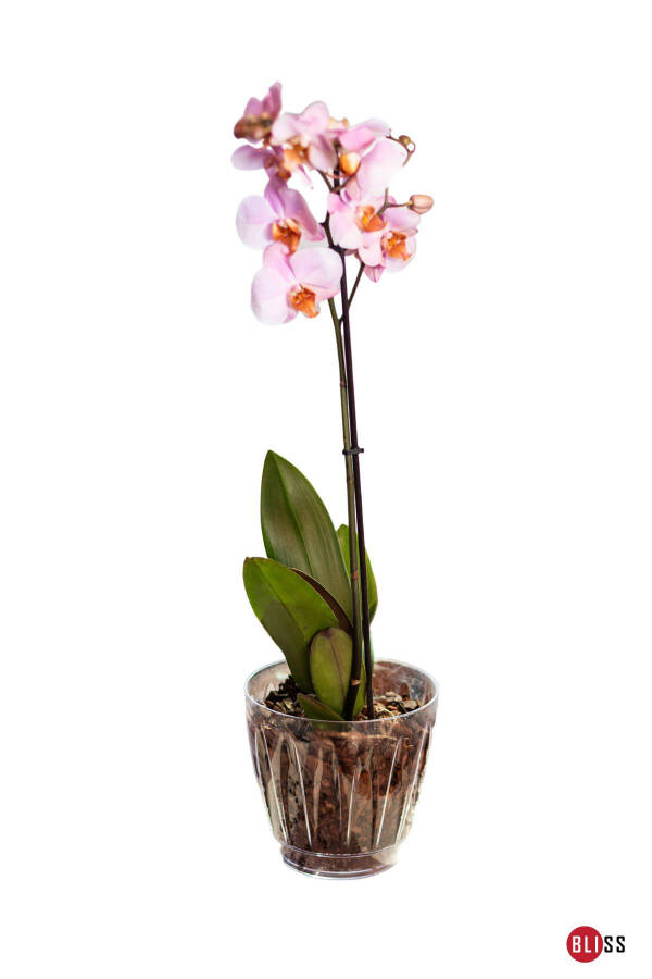 3 L Transparent Plastic Pot with Tray for Daisy Orchid - 1