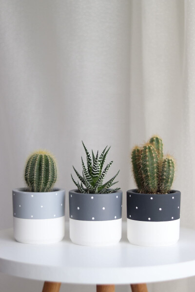 3-Piece Concrete Planter Set with Grey Tones Polka Dots Including Flowers Cactus & Succulent Planter - 16