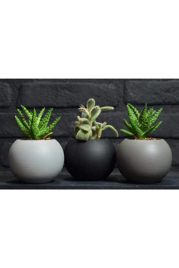 3 Piece Round Pot Black White Grey Cactus Succulent Pot - 3