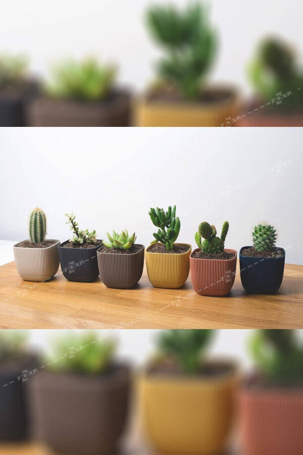 6 Pack 0.27 Liter Mixed Color Coral Square Pot Mini Size Plastic Tiny Cactus Succulent Pot - 20