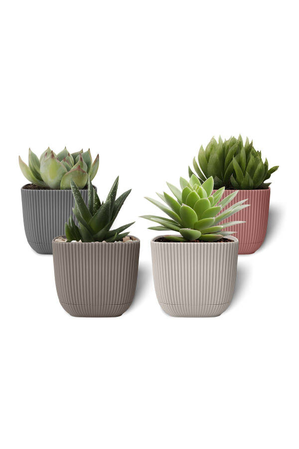 6 Pack 0.27 Liter Mixed Color Coral Square Pot Mini Size Plastic Tiny Cactus Succulent Pot - 1