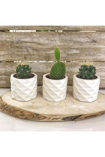 Avm White Prism Design Mini Cactus and Succulent Planter 3-Piece Set - 2