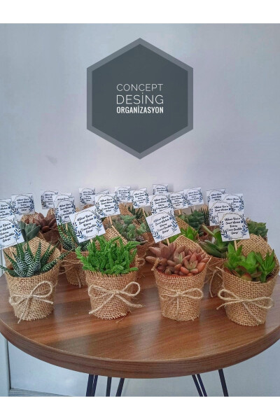 Concept Design Engagement Wedding Circumcision Birthday Gift Succulent Gift 25 Pieces - 1