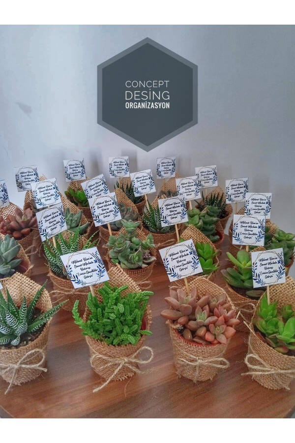 Concept Design Engagement Wedding Circumcision Birthday Gift Succulent Gift 25 Pieces - 2