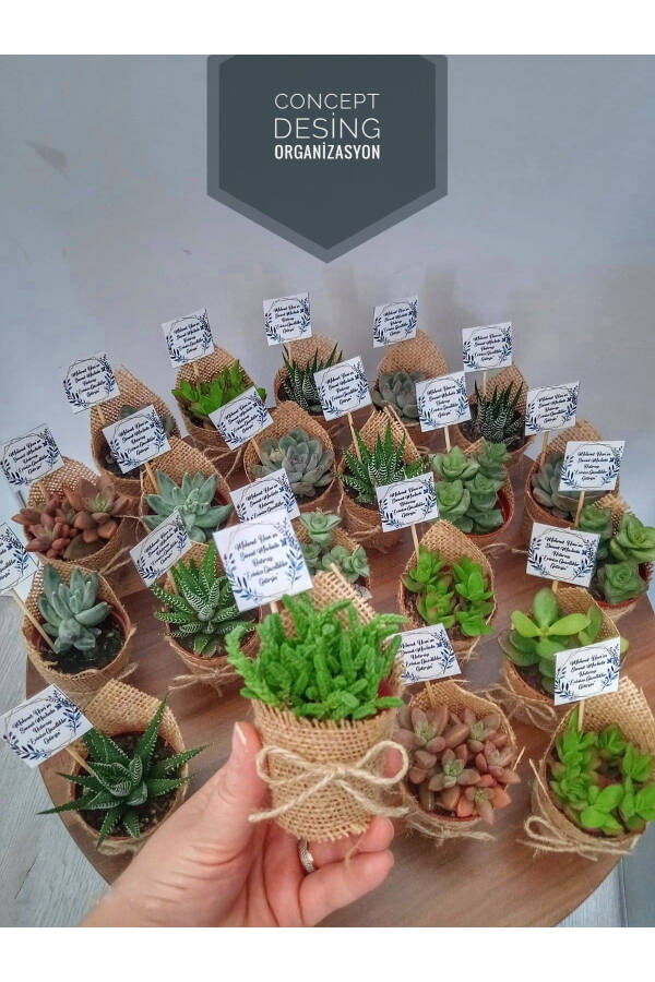 Concept Design Engagement Wedding Circumcision Birthday Gift Succulent Gift 25 Pieces - 3