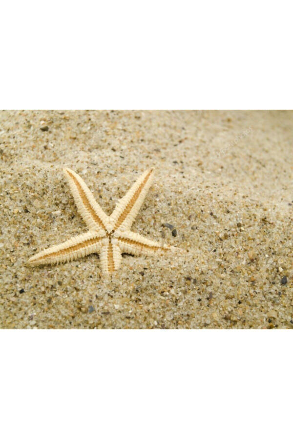 Dried Starfish 2 Pieces 7x10cm Natural Starfish Decorative Ornament Supplies Seafood - 8