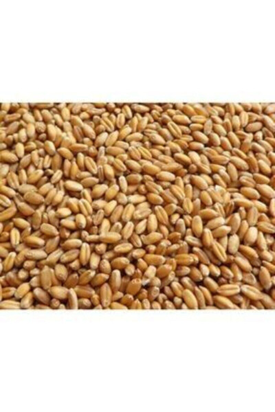 Feed Wheat, Chicken Feed ( ) 25kg - 5