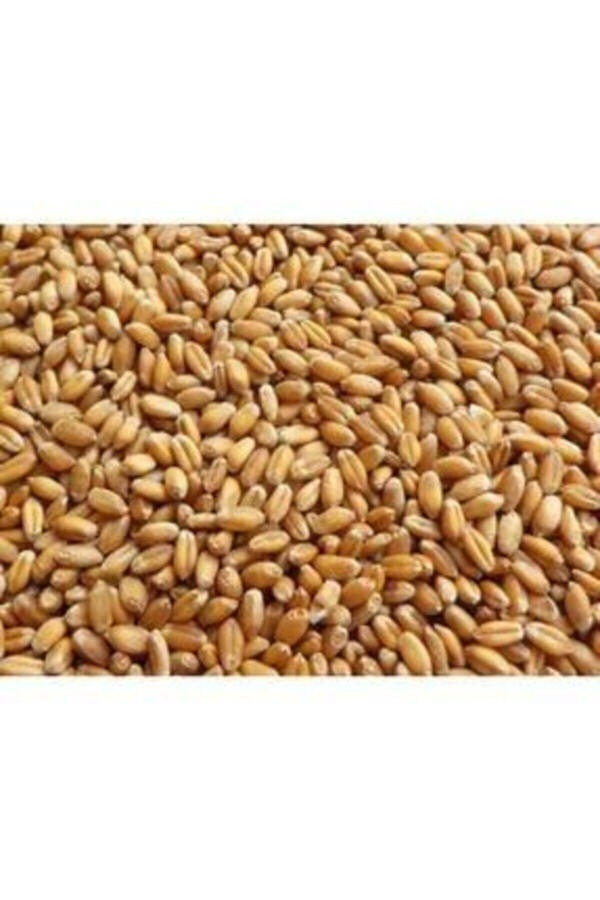 Feed Wheat, Chicken Feed ( ) 25kg - 5