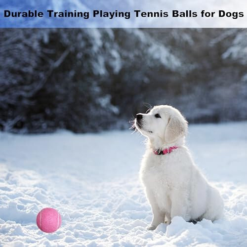 HPWFHPLF Tenis Topları, 12 Paket Pratik Tenis Topları Başlangıç Seviyesi İçin, Köpekler İçin Eğitim ve Oyun Tenis Topları, Ağ Torbası ile Gelir - 5