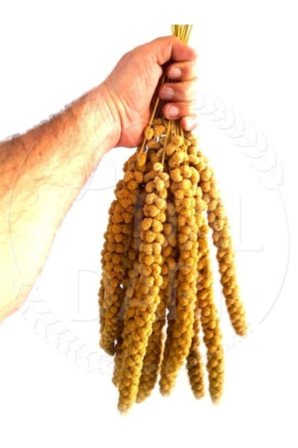 Kurutulmuş Doğal Dal Darı - Sarı - 1 Kg. - 2