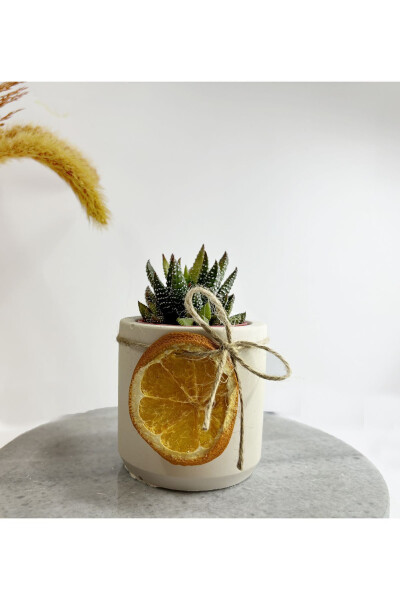 Live Flower and Geometric Pot - 4