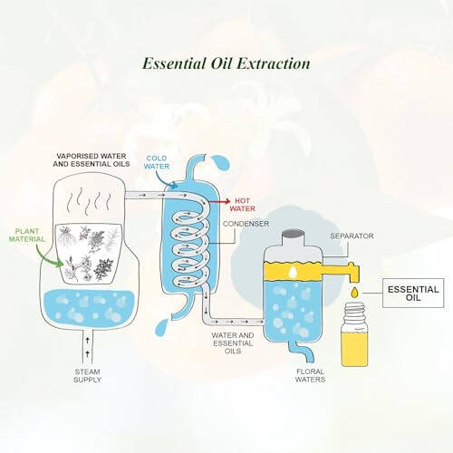 Mandarin Esansiyel Yağı Mumianhua Saf Mandarin Yağı Esansiyel Yağı Terapötik Sınıf Mandarin Aromaterapi Yağı Cilt, Saç, Temizlik, Difüzör, Ev, Nemlendirici, Mum Yapımı İçin 10 ml - 3