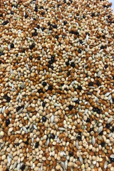 Mixed Budgie Seed 5 Kg New Harvest - 2