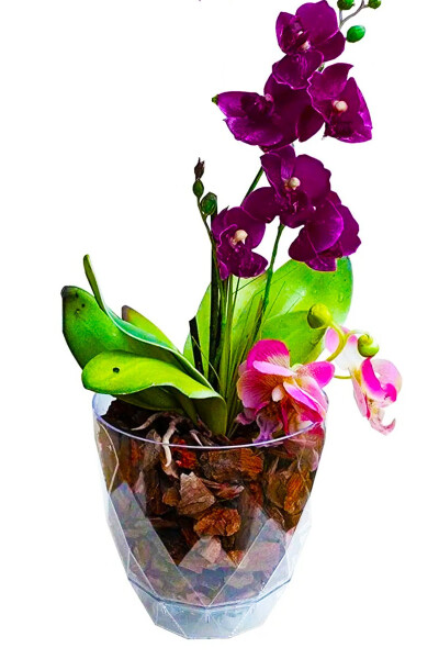 Orchid Pot with Plate Transparent Decorative Plastic Pot Yakamoz Orchid No.3 - 2