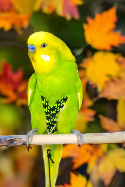 Parakeet Walking Harness - 1