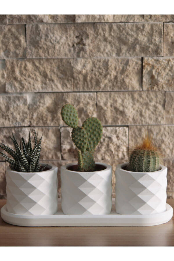 Prism Succulent Planter Oval Plate 3-Piece Set Decorative Gift Raw White - 1